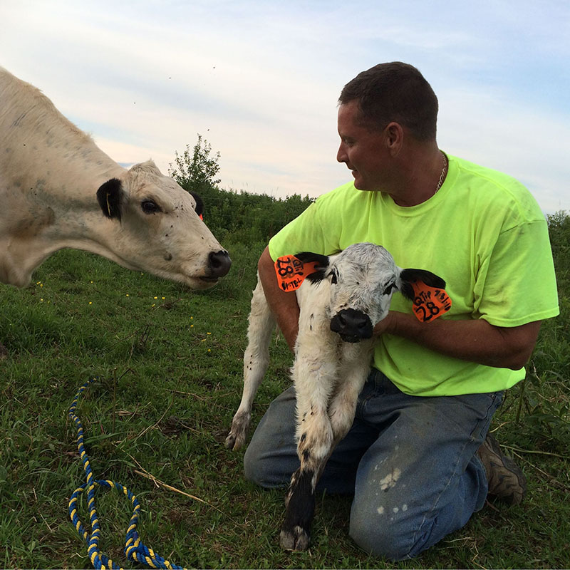 joe with a new calf