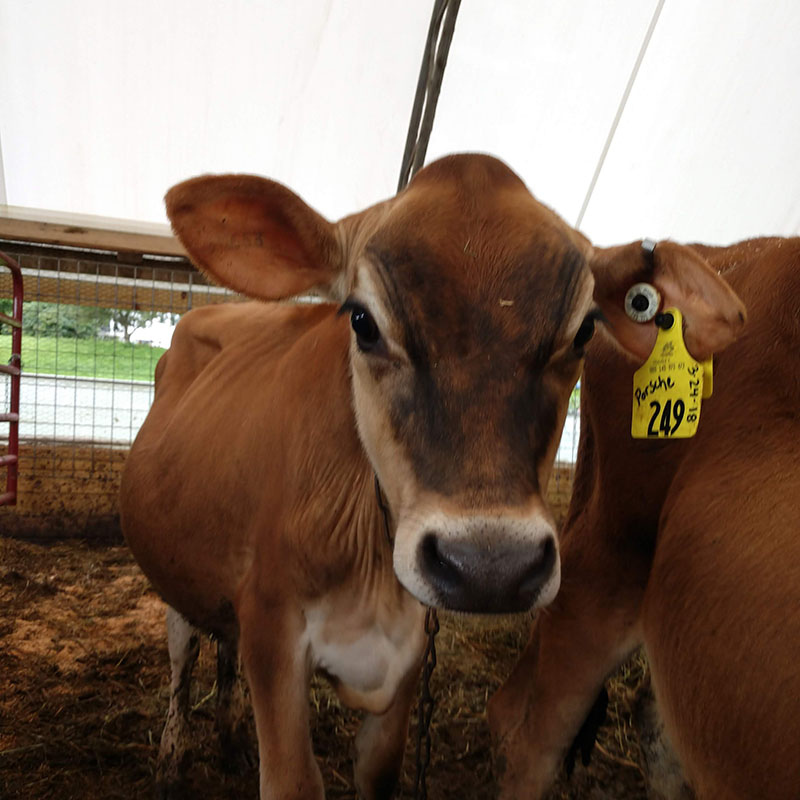 a jersey cow