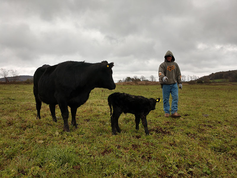 Joe with a cow and her calf