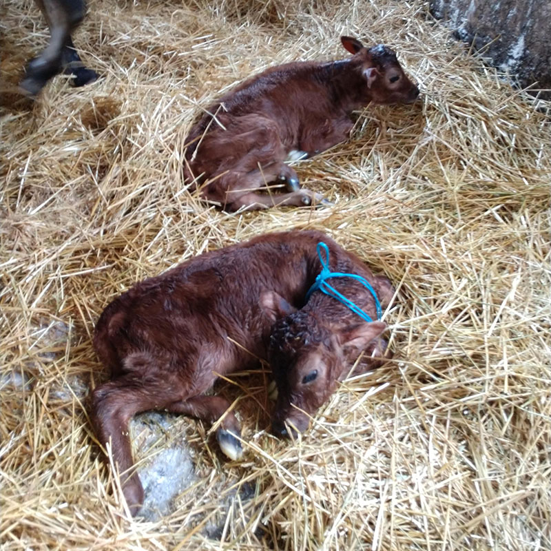 two new calves